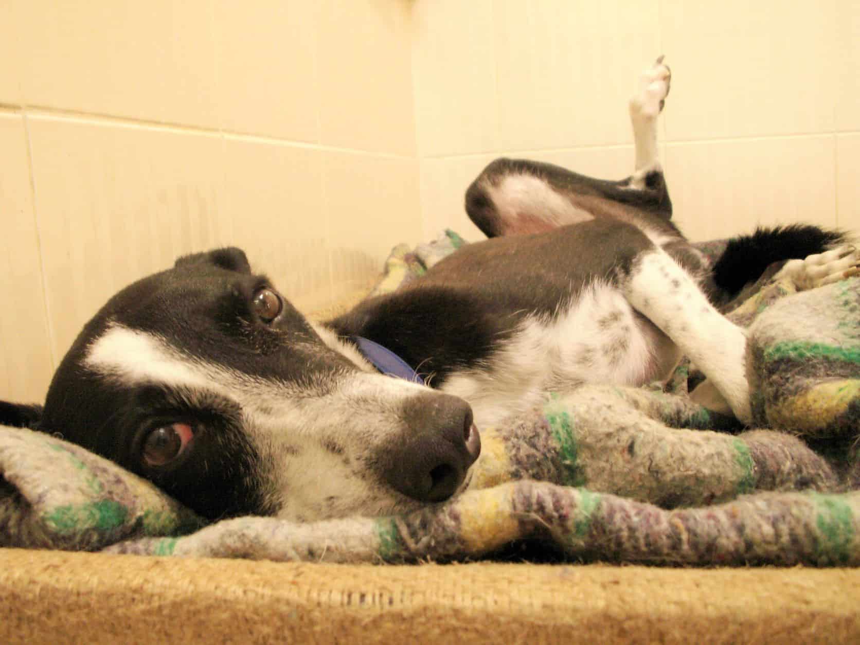 Black and white saluki cross dog lying on his side with back leg up, feeling scared and submissive