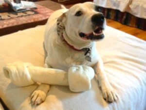 White pitbull-Labrador cross dog lying on sofa with giant size chew bone