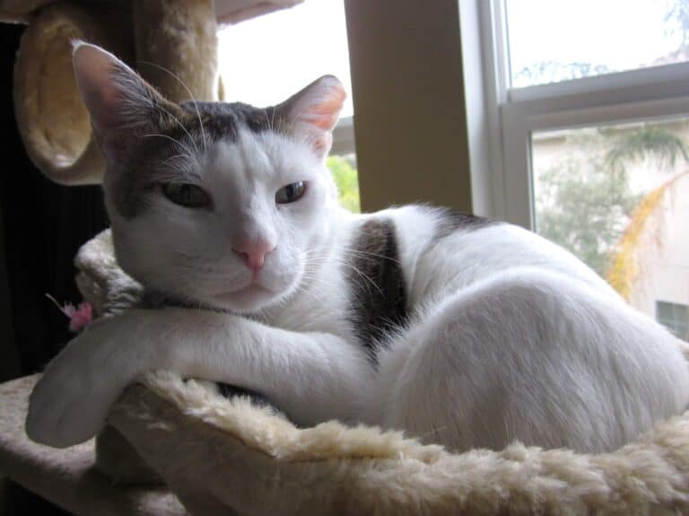 White stray Dubai street cat with gray markings lying in furry beige pouch on cat tree
