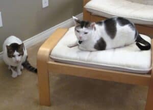 Two white rescued Dubai street cats with gray markings. one sitting on beige carpet and one on Ikea beige footstool