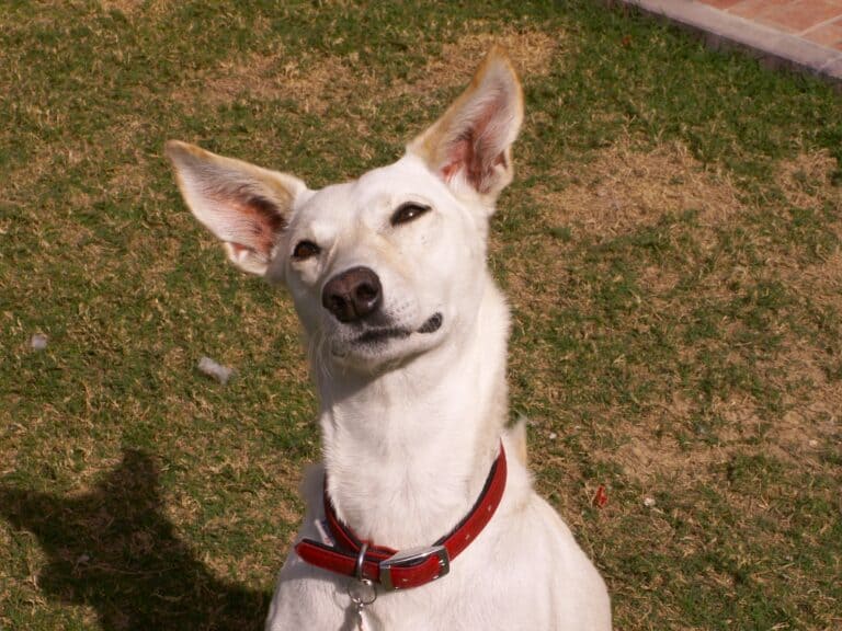 Sandy color desert dog sitting with head tilted and paying attention during clicker training session