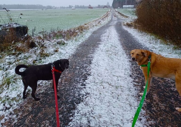 Large black dog and large tan dog walking on long lines on snowy farm track, looking back at camera