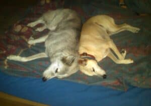 Sandy desert dog and light gray dog lying sleeping back to back on blue bed sheets