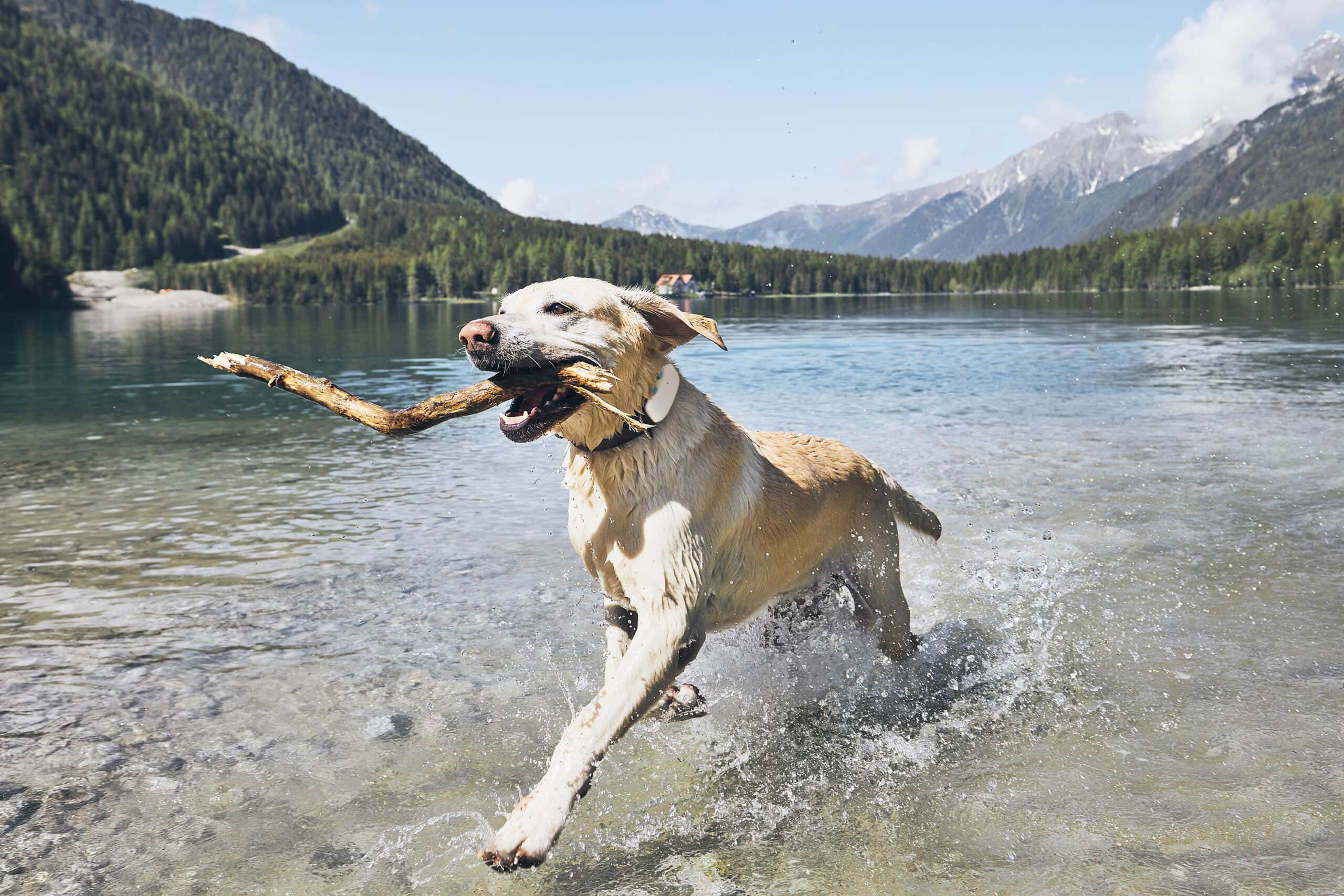 Large yellow retriever dog wearing Tractive GPS tracker for dogs running through river holding stick with mountains behind