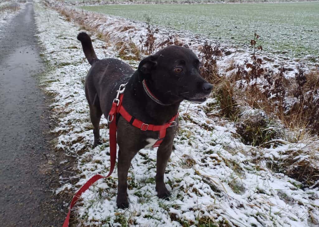 Large stocky black dog wearing red Freedom Harness standing in snowy field watching for other dogs