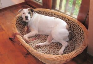 while Labrador-Pit Bull cross with brown patch over left eye lying in wicker dog basket with leopard print lining