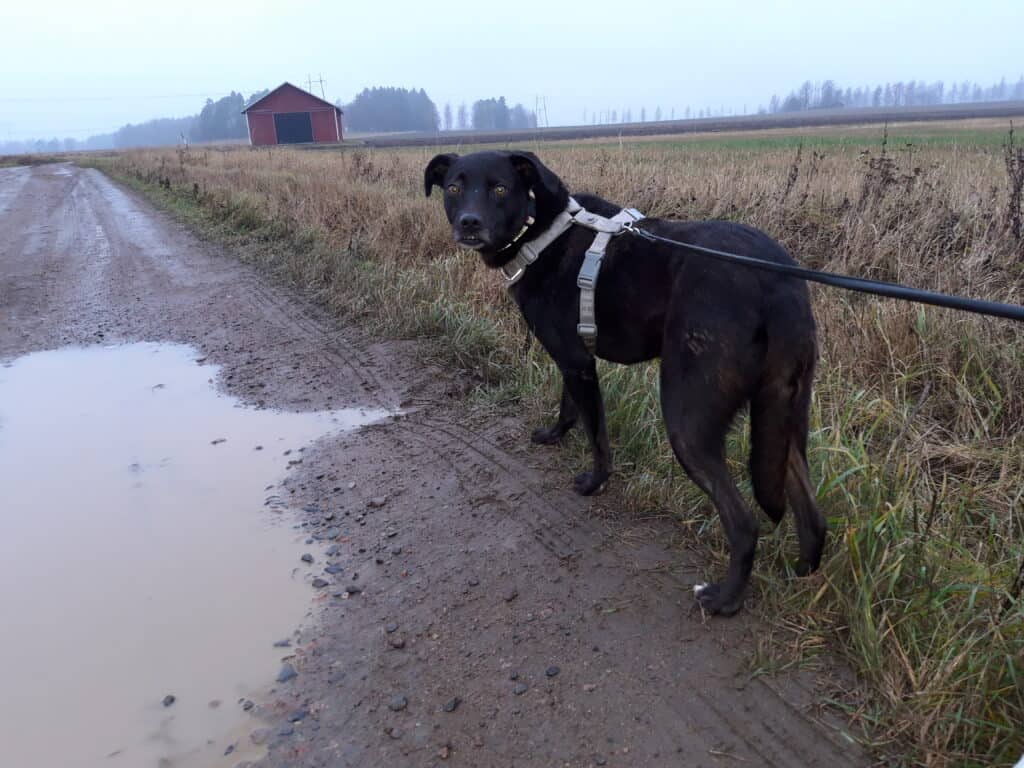 Scared black dog standing on muddy wet farm trail with lowered tail carriage and dilated pupils