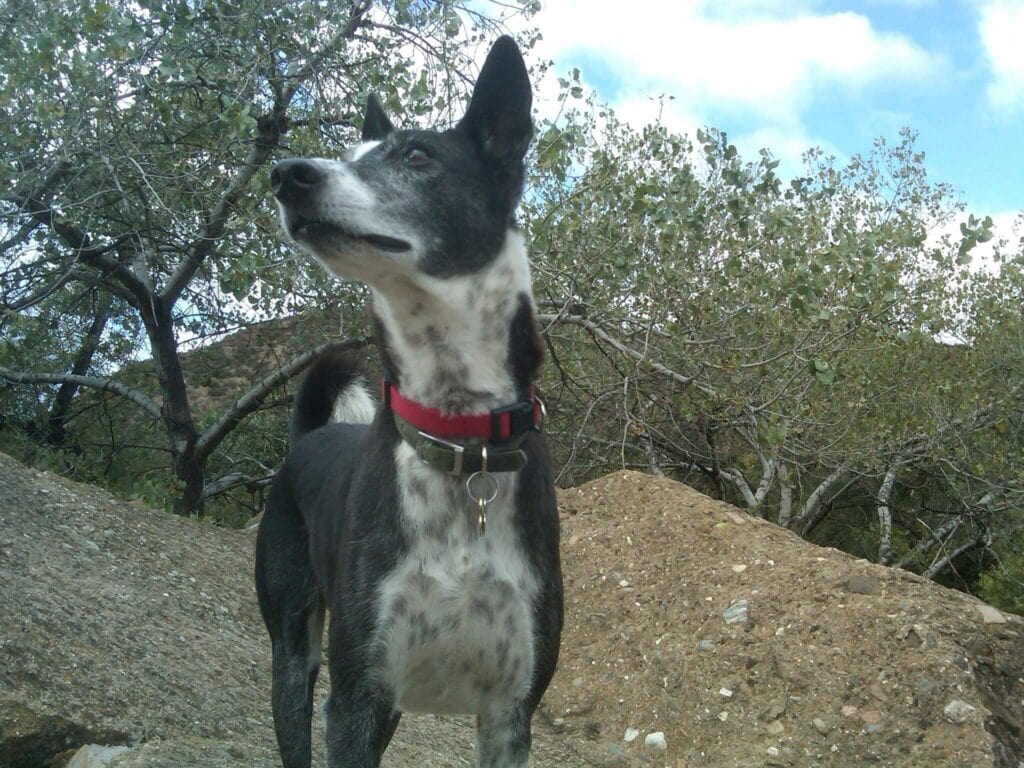 Black and white saluki rescue dog standing on rock in canyon