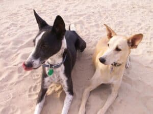 Black and white saluki cross scared of other dogs, lying next to sandy color desert dog on sand, looking away flicking tongue