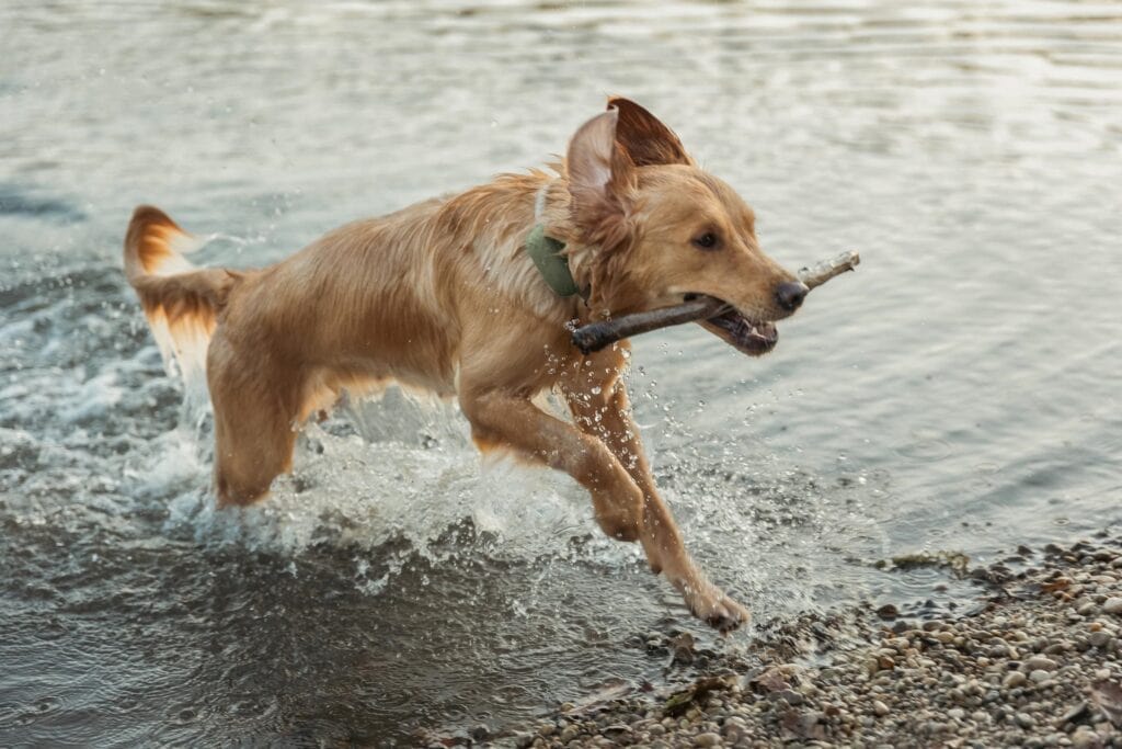 Large tan dog wearing Tractive GPS XL Adventure Tracker holding stick and running out of river