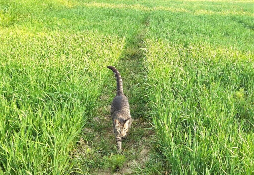 Large tabby cat walking in field before he got his Tractive GPS tracker