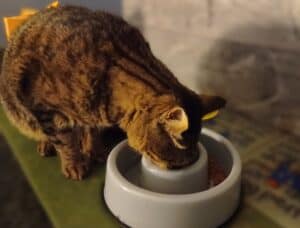 Tabby cat eating from a slow feeder bowl for cats