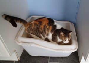 Tortoiseshell cat in cat litter box filled with tofu cat litter