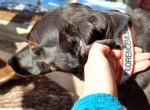 Black dog wearing GoTags red personalized reflective embroidered dog collar