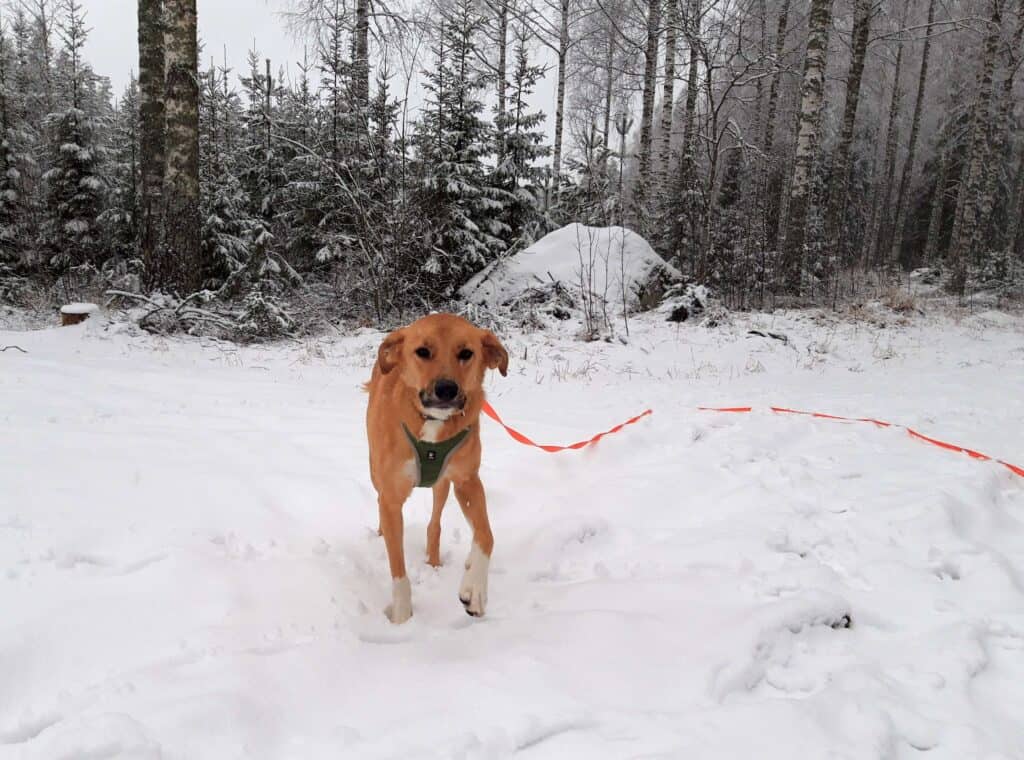 Large tan dog running towards camera in snow with pine trees behind and orange long line dragging on ground