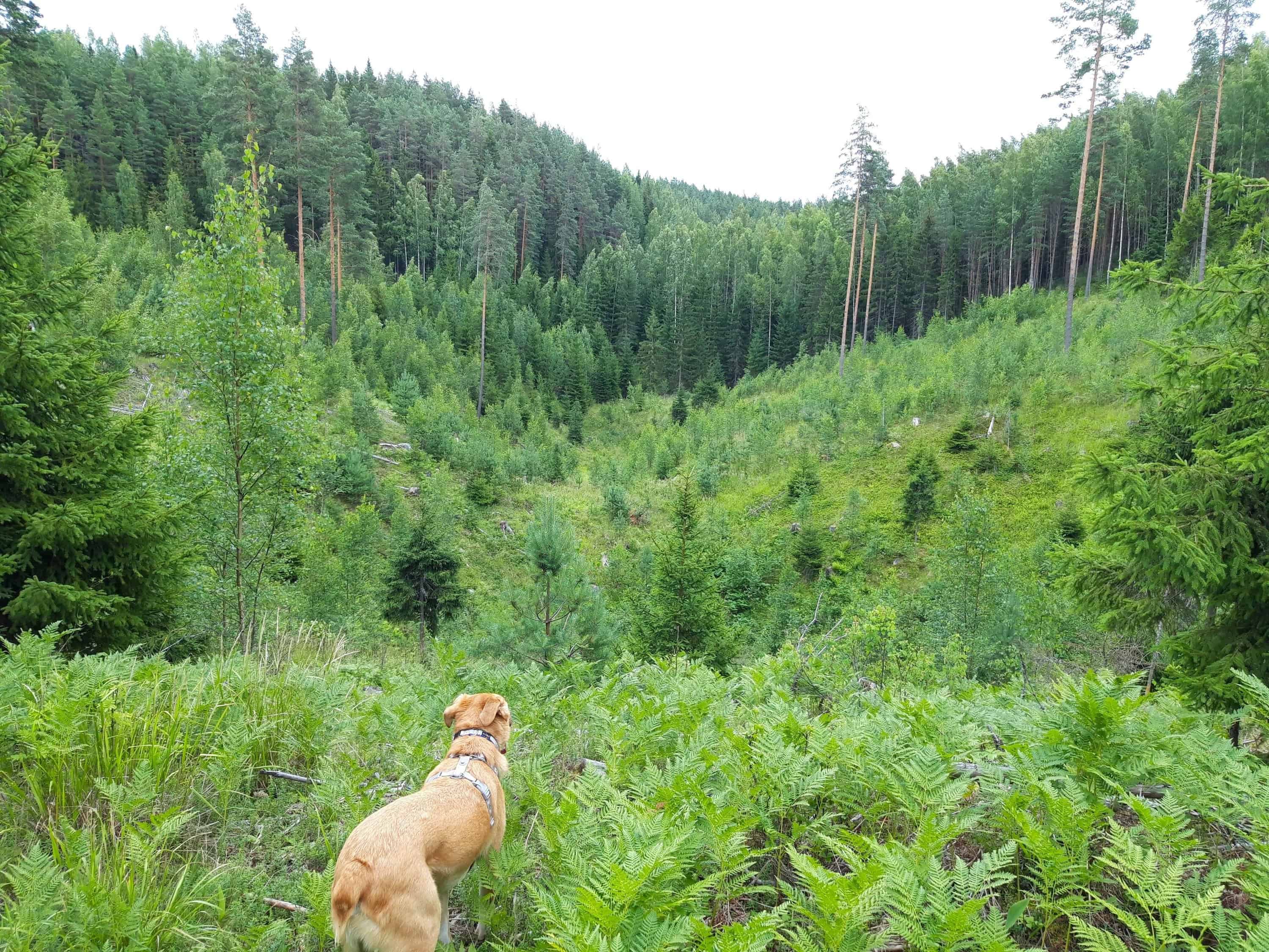 Large tan dog standing on ridge overlooking leafy forest