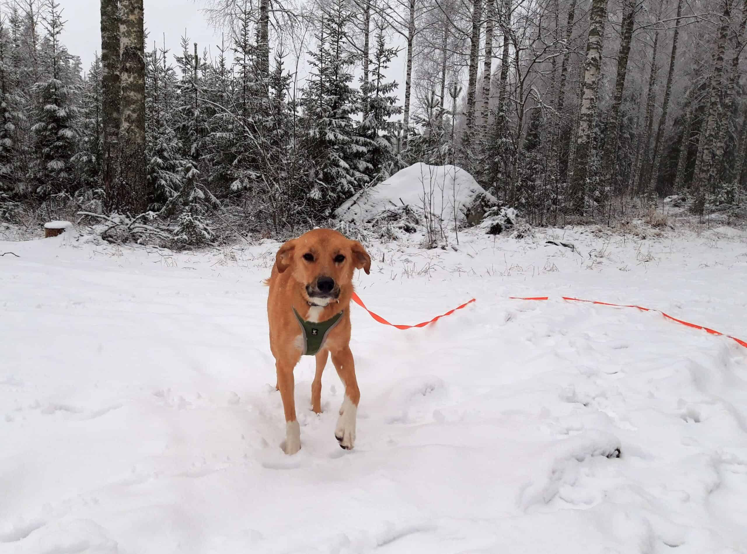 Large tan dog running towards camera in snow with pine trees behind and orange long line dragging on ground