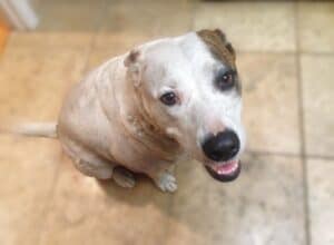 White pit bull Labrador cross dog with brown patch over left eye and ear, sitting communicating with owner through dog camera treat dispenser
