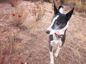 Nervous black and white saluki rescue dog who we experimented with the 10 best calming sprays for dogs to try to relax him