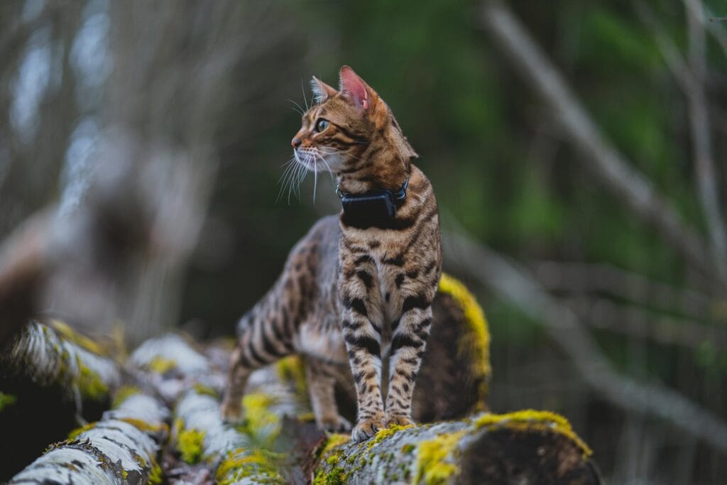Tabby cat wearing Tractive GPS cat tracker sitting on mossy rock