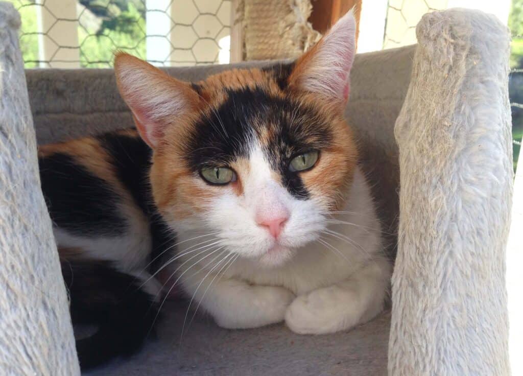 Tortoiseshell cat hiding in shelf on cat tree, scared annd sad after being rehomed