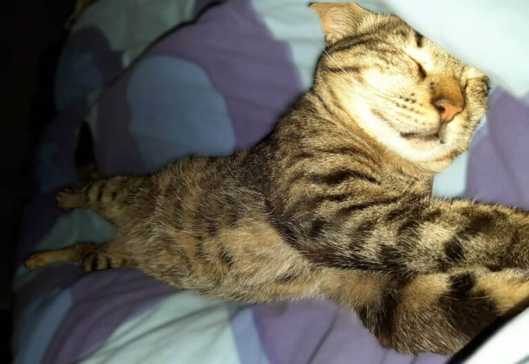 Tabby cat lying stretched out on side, sleeping on blue and purple blanket