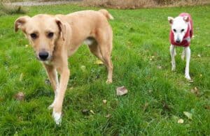 Two male dogs walking separately on grassy lawn
