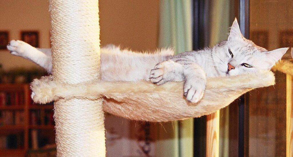 Light gray cat stretched out on high platform on sisal covered call cat scratching post