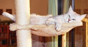 Light gray cat stretched out on high platform on sisal covered call cat scratching post