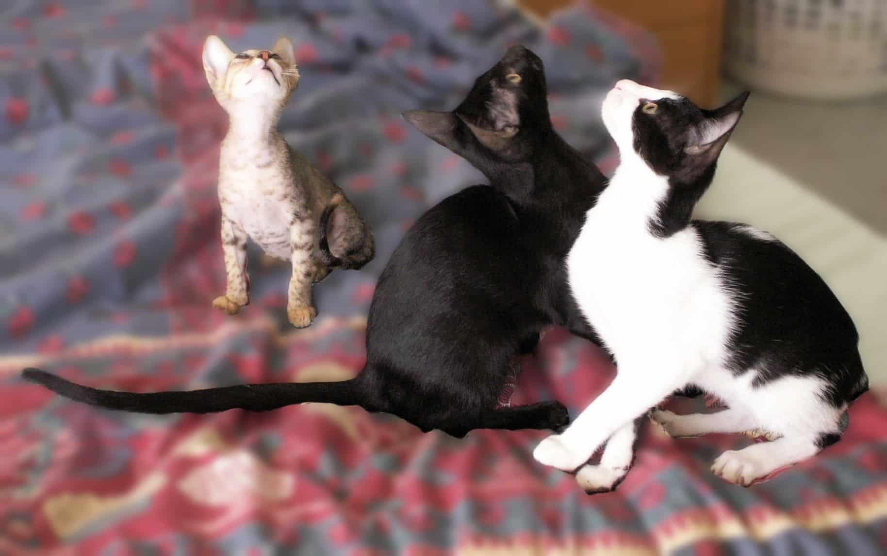 Tabby kitten, black kitten, and black and white kitten all looking up at unseen cat toys