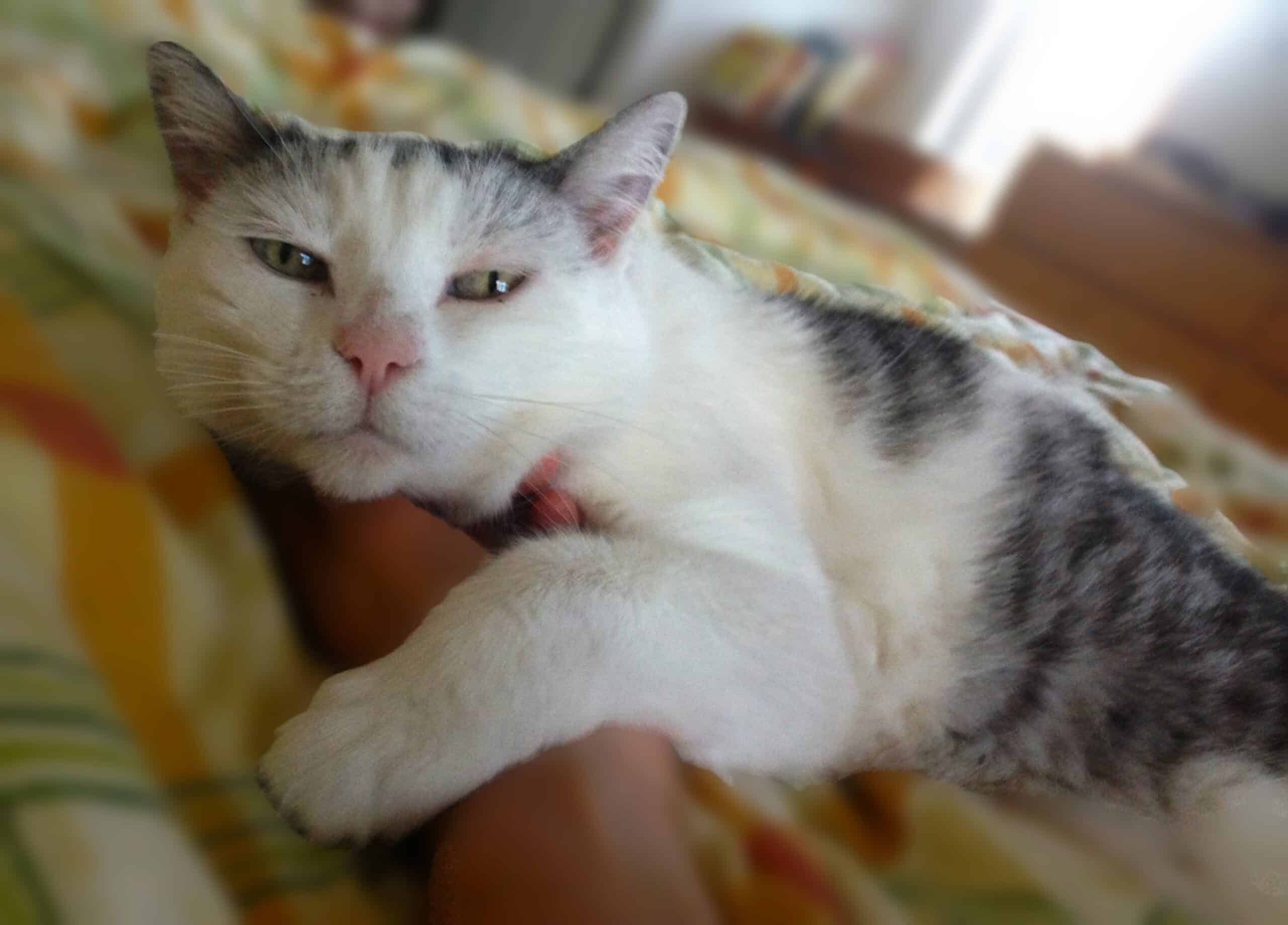Sennior white cat with gray tabby marking lying on owner's hand on yellow bed sheets