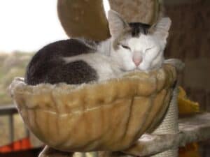 Large gray and white cat lounging in pouch on plush beige fur covered cat tree