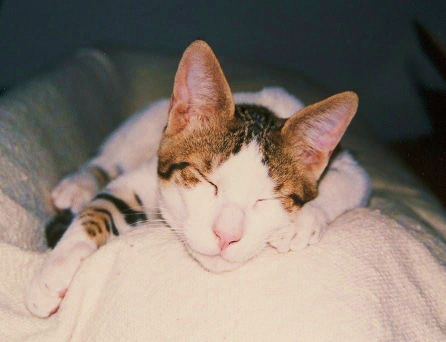 White Dubai street cat with tabyy markings lying on top of chair facing camera, sleeping