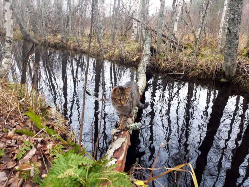 Tabby cat sitting on fallen branch over stream