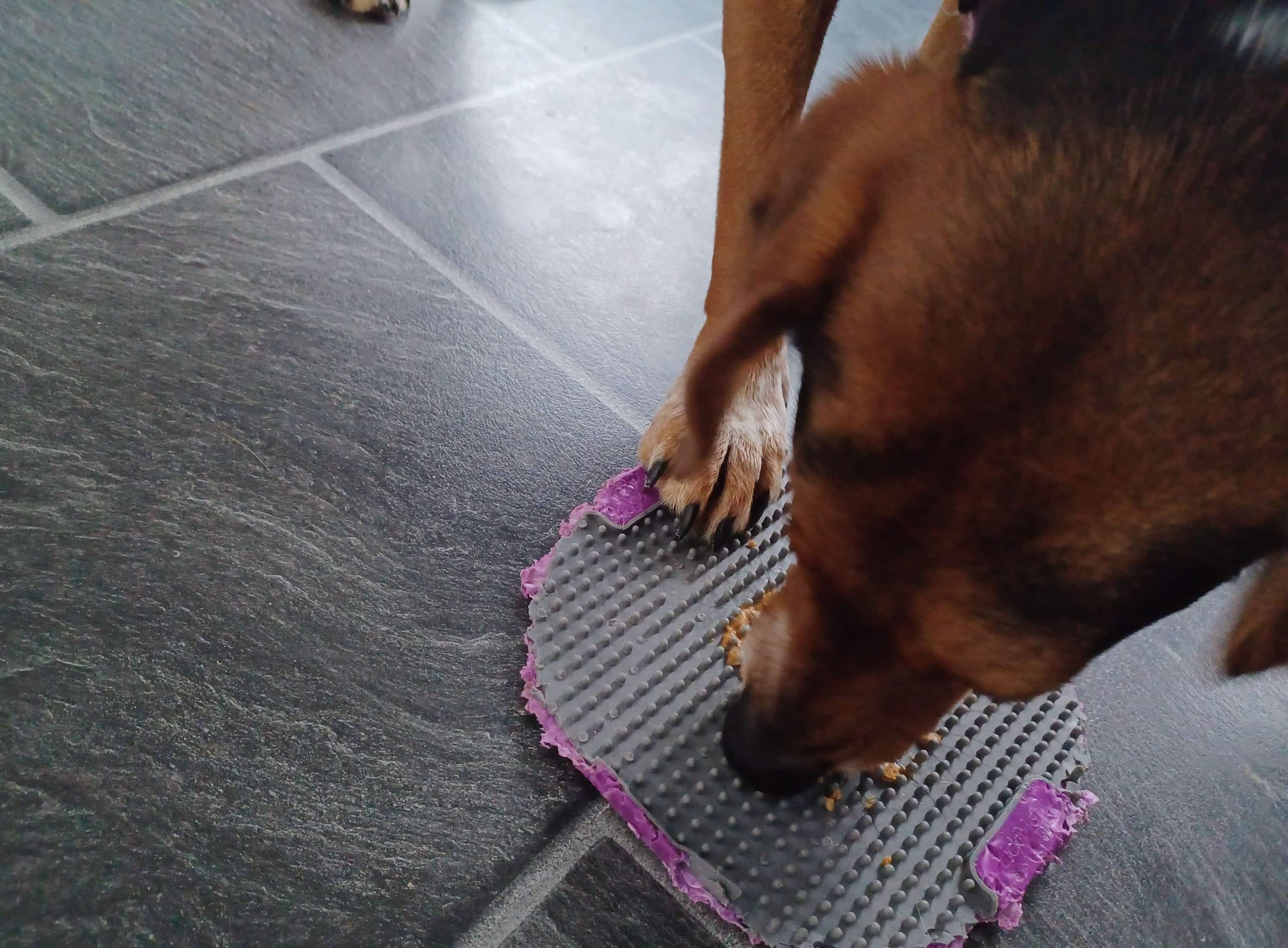 Tan, black and white standard dachshund dog  licking xylitol-free peanut butter from a dog lick mat