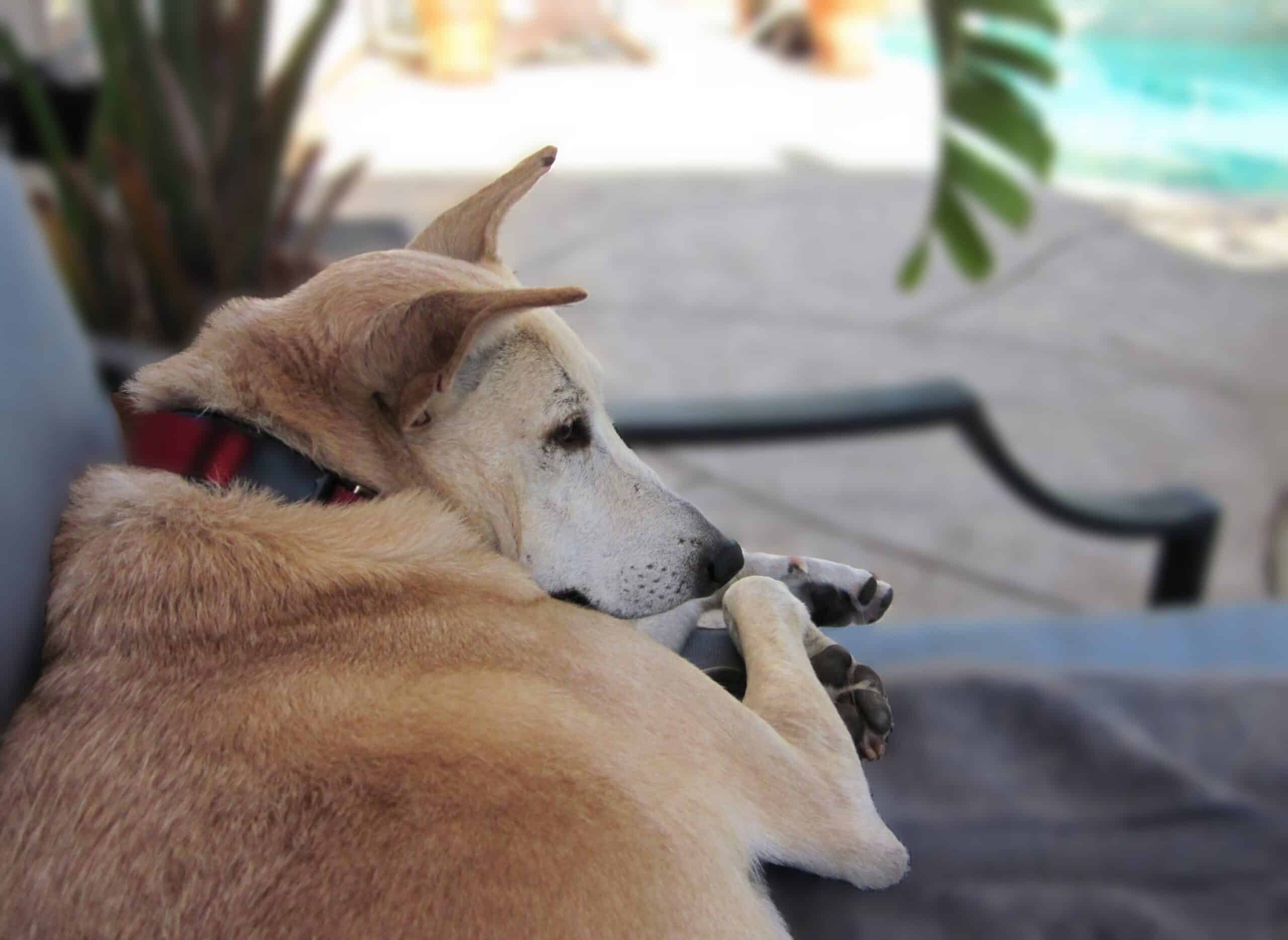 Senior sandy color desert dog lying on elevated garden sofa
