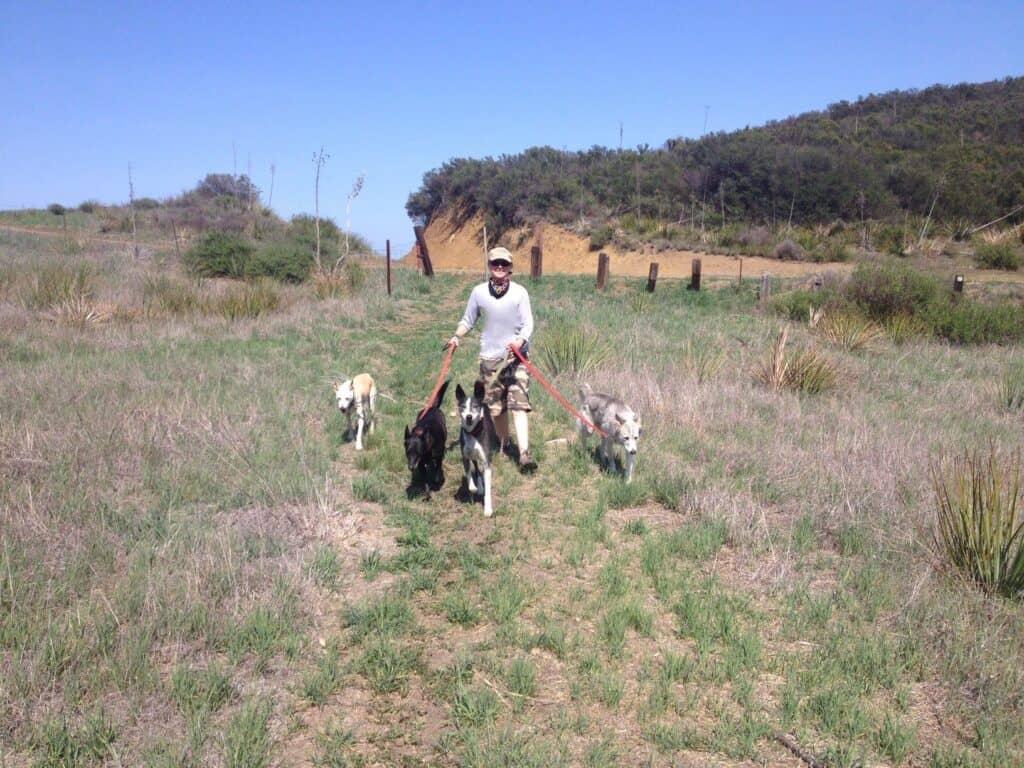 Accredited cat and dog training and behavior professional Susan Nilson walking her four rescue dogs on flat collars in a Los Angeles canyon, before she switched to harnesses for dog walking