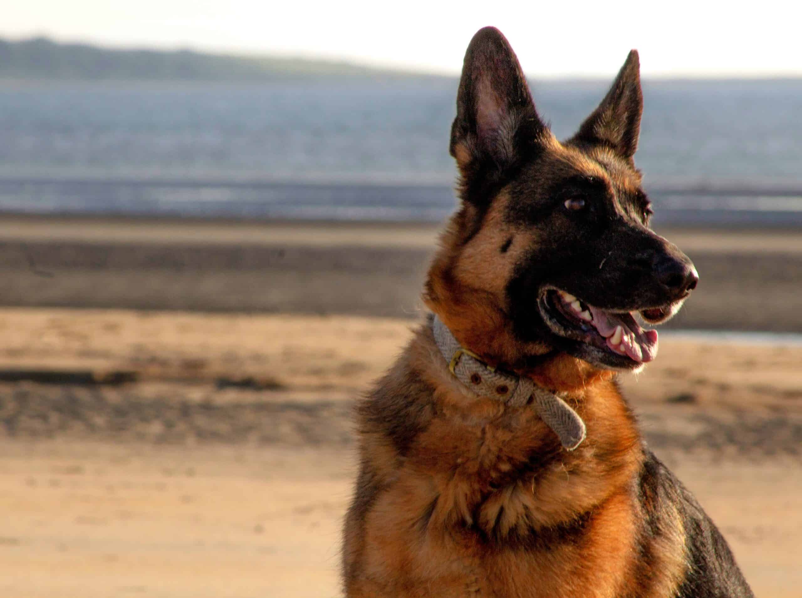 Head and shoulders of brown and tan German Shepherd dog sitting on dusty plain without large hill in the background - Photo by Ella Baxter on Unsplash