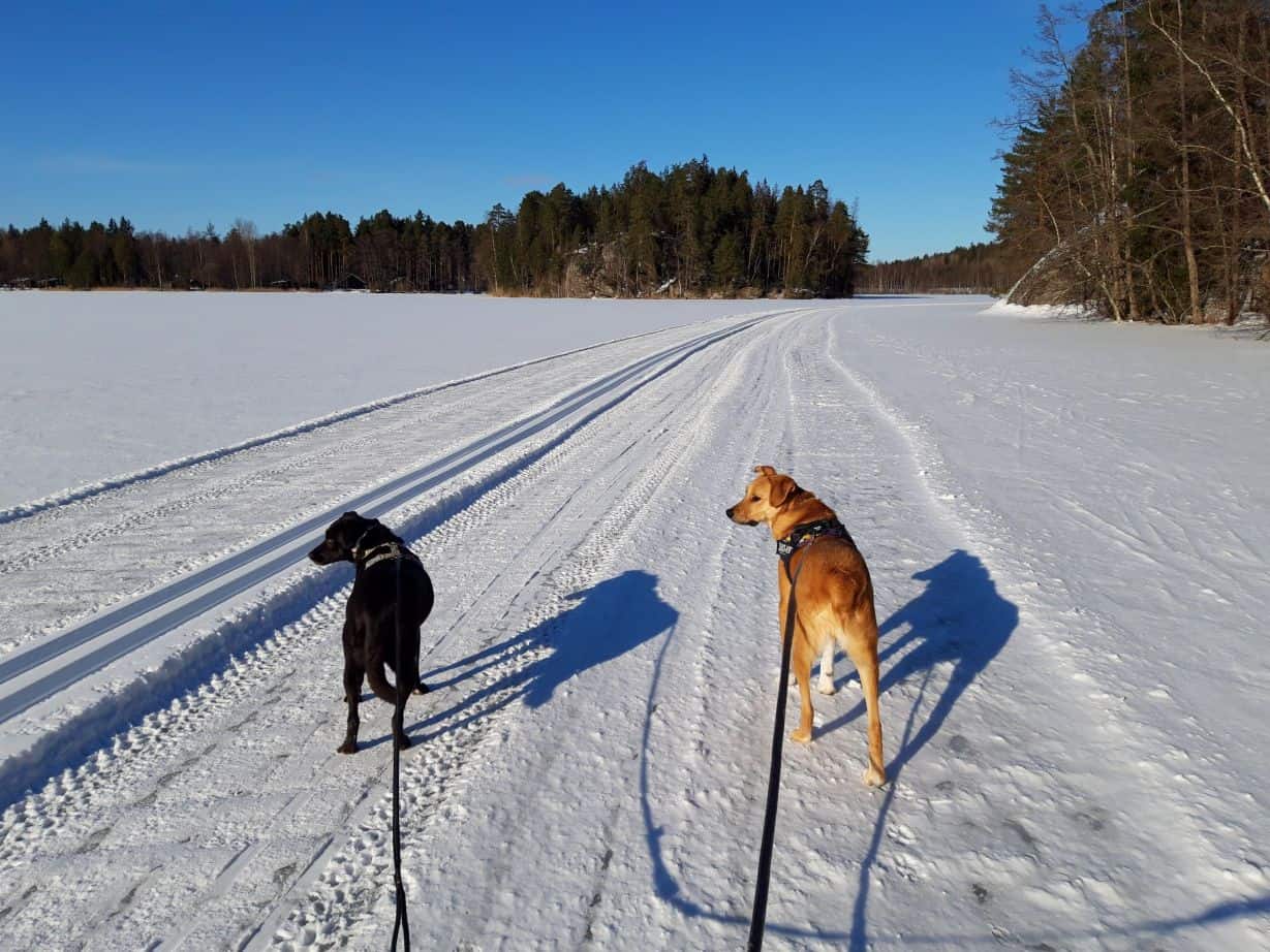 Large black dog and large red dog on harness and long leash walking across frozen lake in brilliant sunshine with blue skies