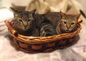Two tabby cat brother lying in brown woven basket together looking at camera