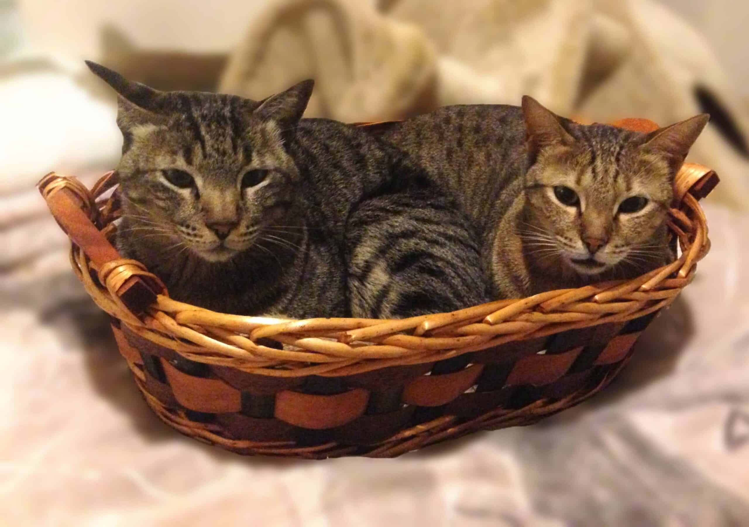 Two tabby cat brother lying in brown woven basket together looking at camera
