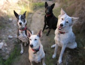 Four happy mixed breed dogs sitting on dirt track looking up at camera