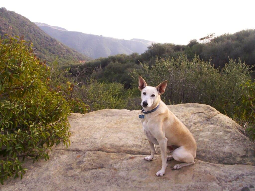 Sandy color desert dog standing in Los Angeles canyon looking down at the view