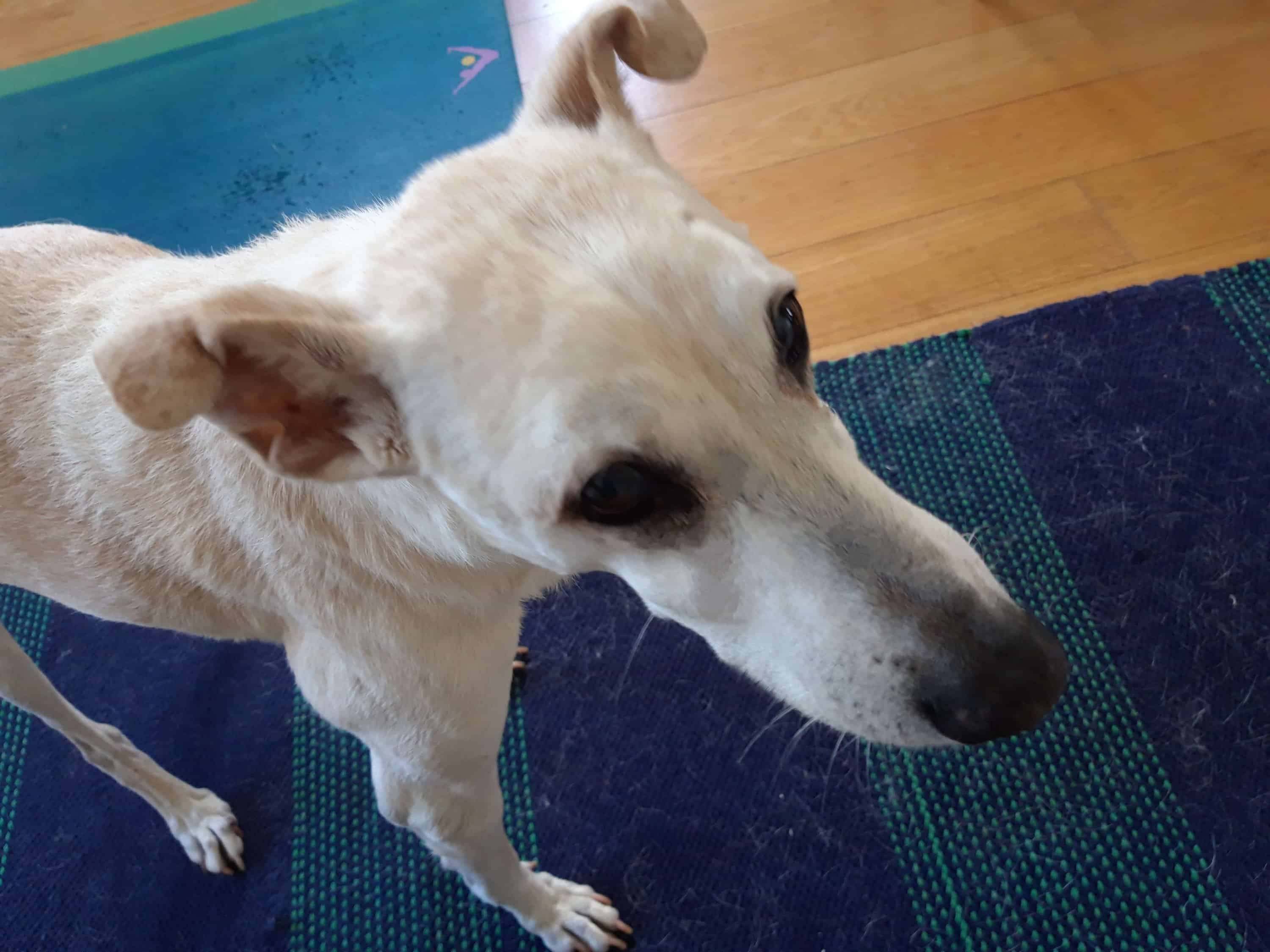 Sandy color senior desert dog standing on blue rug and yoga mat to stop him from slipping on the hardwood floor