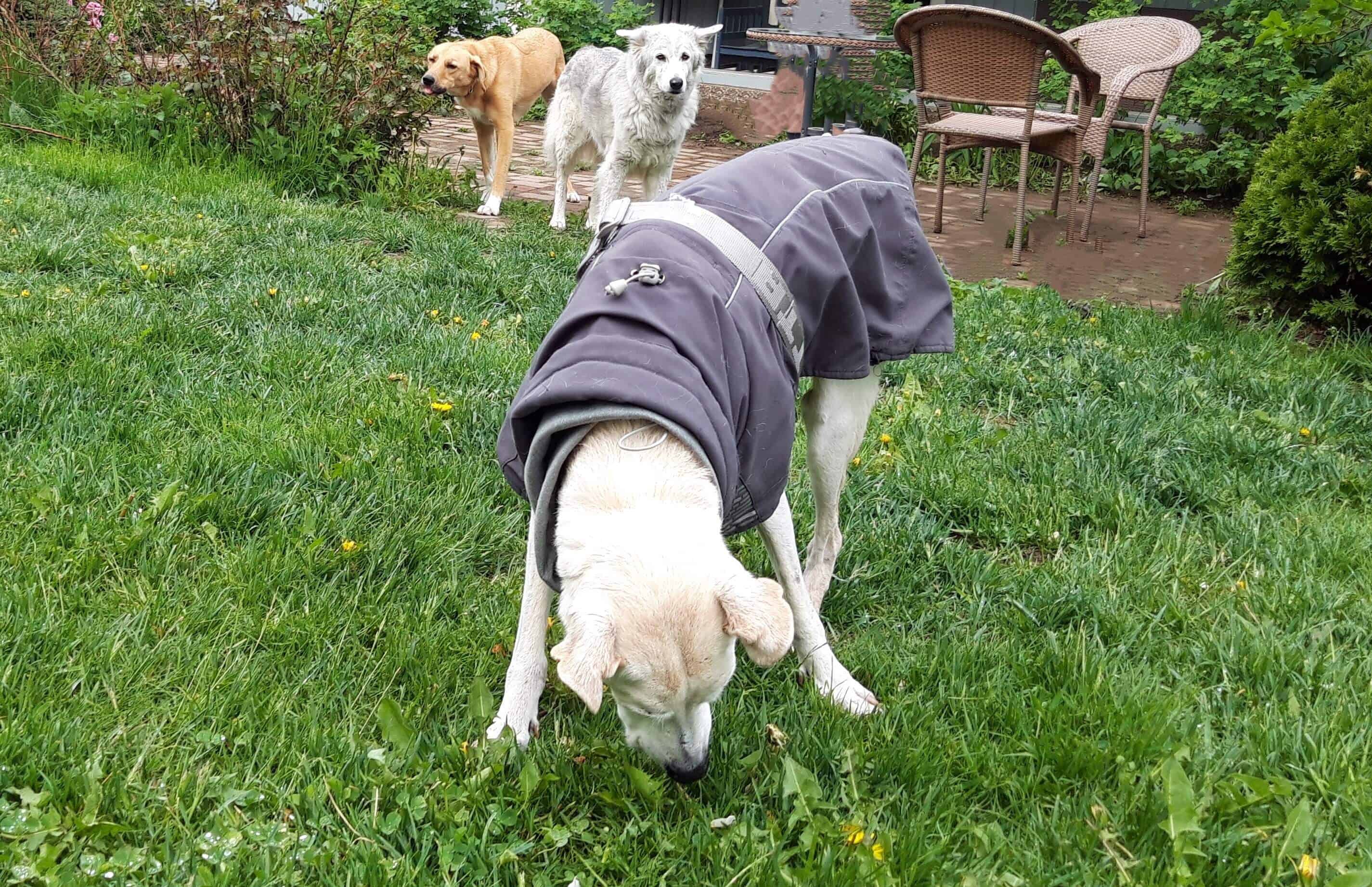 Sandy color senior desert dog wearing gray winter coat struggling to sniff grass due to stiff neck, with front legs and shoulders bearing most of the load