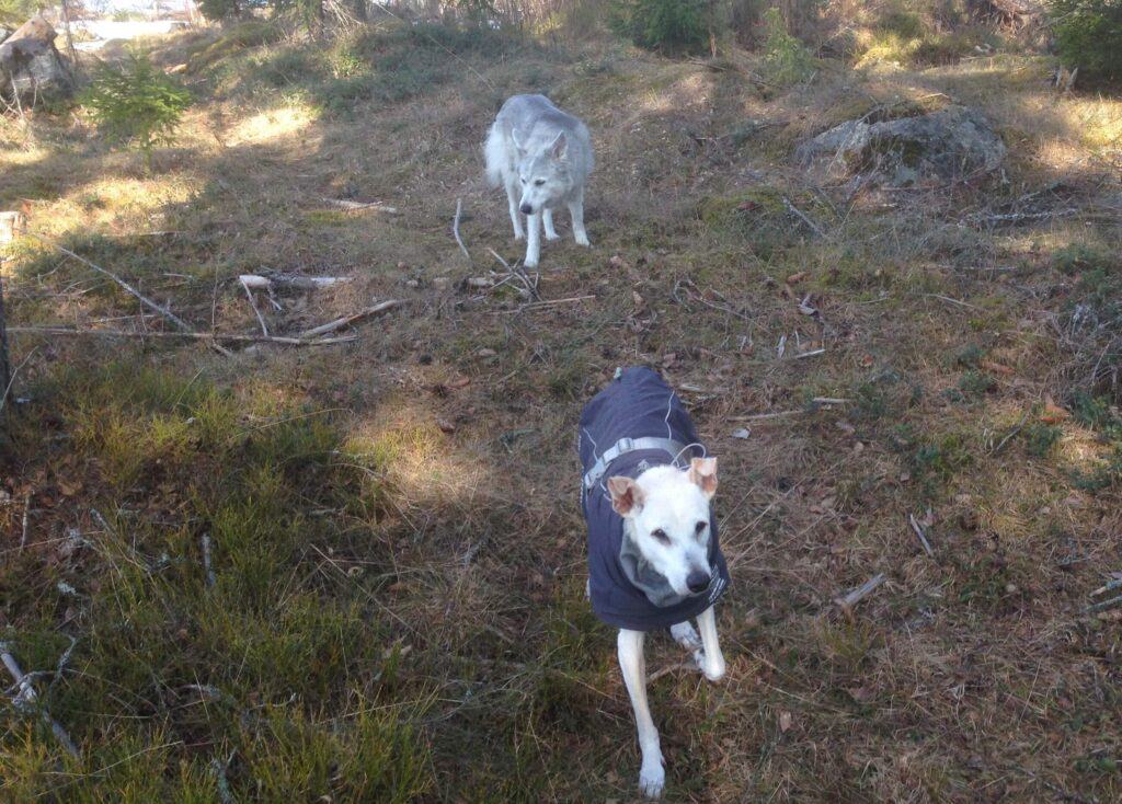 Sandy color desert dog wearing gray winter coat running on dirt trail with long haired gray dog