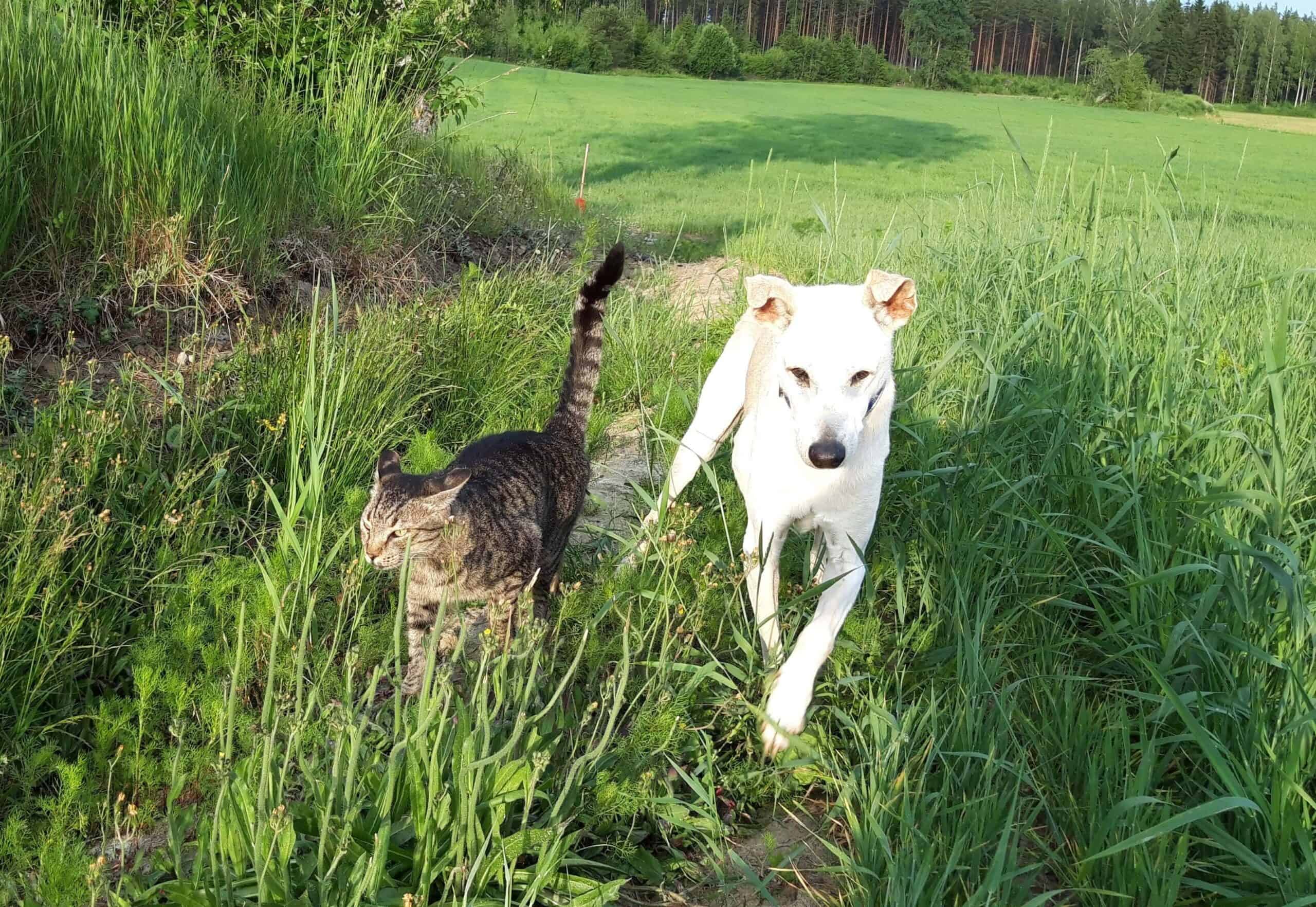 Sandy color desert dog walking in field with long grass next to tabby cat