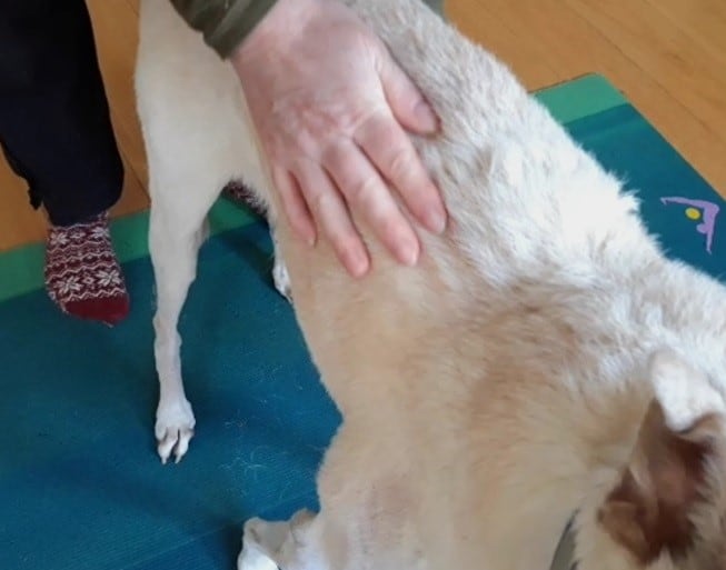 Sandy color desert dog enjoying a Galen Myotherapy massage session