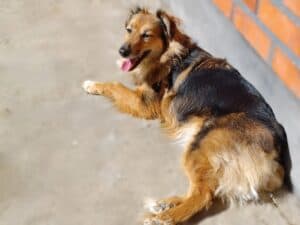 Long-haired brown and black rescue dog lying on concrete with ears back and tongue out, looking apprehensive