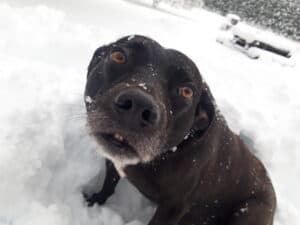 Close up of scared black labrador-staffy cross rescue dog playing in snow, looking up at camera